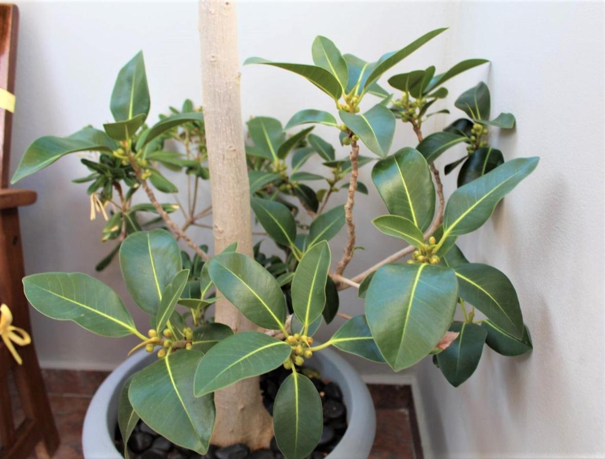 Casa Ariadne Platanés 外观 照片